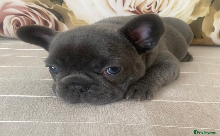 French Bulldog dogs - Advert 13