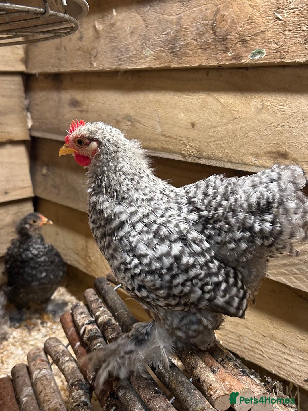 Chickens poultry for sale: Pekin Bantams/Silkie - Advert 1