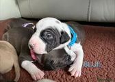 Staffordshire Bull Terrier 8