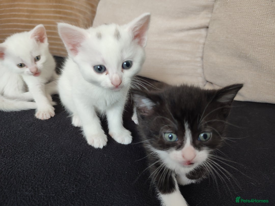 Siberian cats for sale: 4 kittens for sale - Image 7