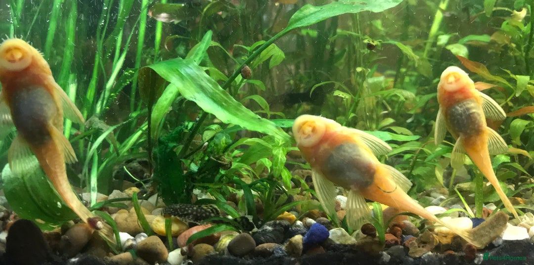 Plecos fish for sale: L144 Blue Eyed Bristlenose Pleco size 3 cm - Image 16