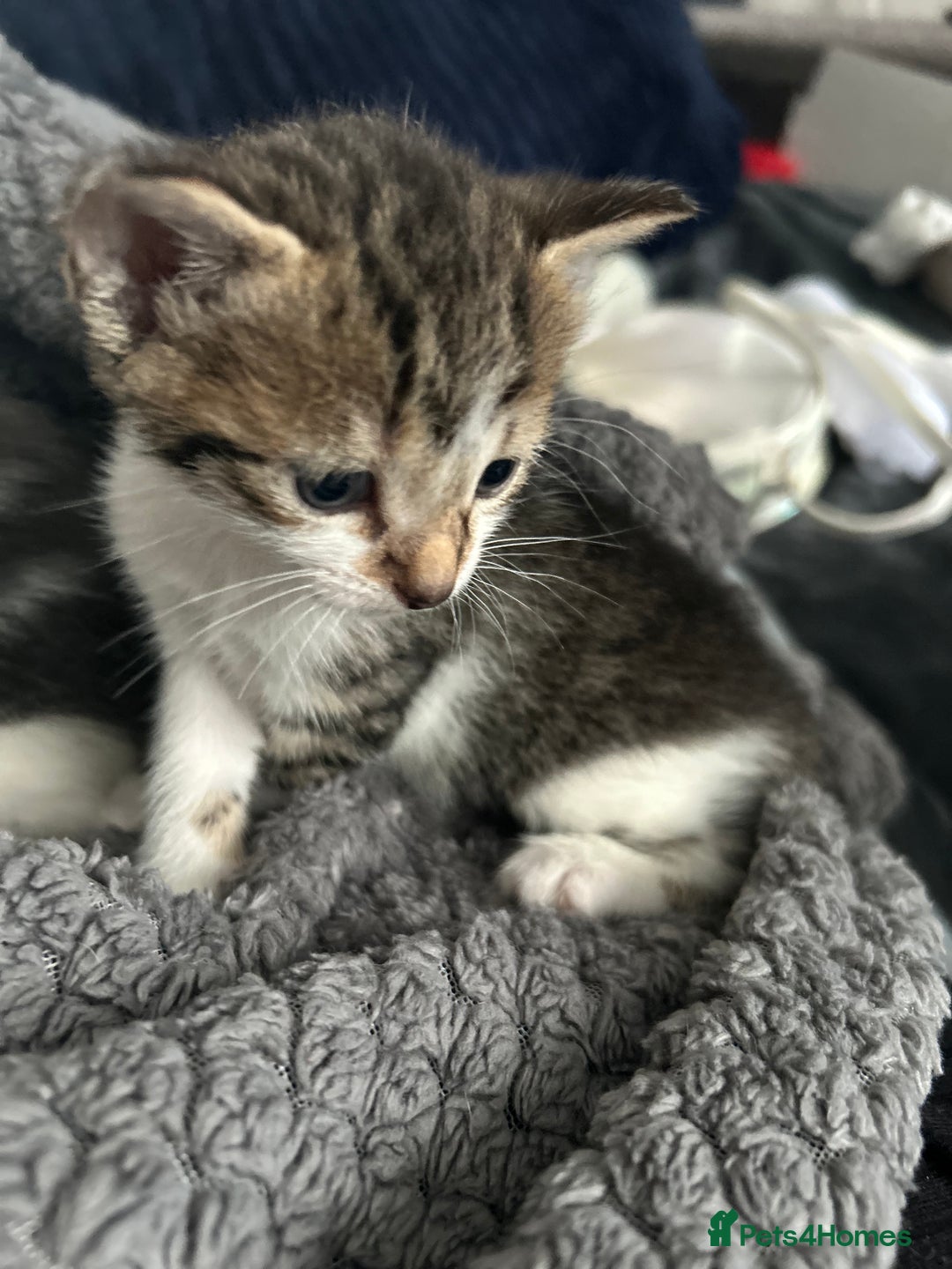 Mixed Breed cats for sale: 5 beautiful, inquisitive fluffy kittens - Image 13