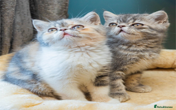 Exotic cats for sale: Exotic Kitten 1 - Pure breed beautiful chunky boy Exotic - Image 4