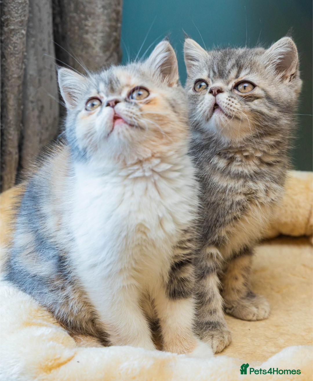 Exotic cats for sale: Exotic Kitten 1 - Pure breed beautiful chunky boy Exotic - Image 4