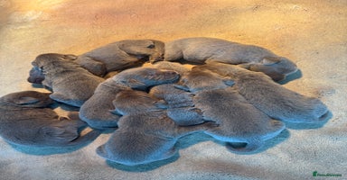 Labrador Retriever dogs - Advert 13