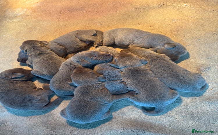 Labrador Retriever dogs - Advert 1