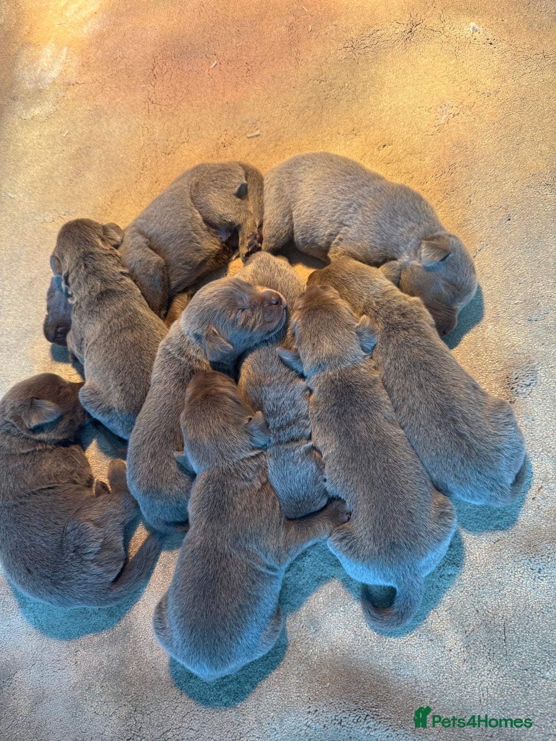 Labrador Retriever dogs for sale: Stunning silver Labradors  - Image 1