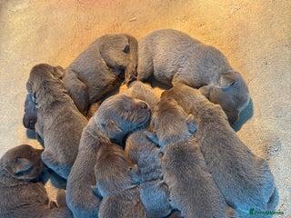 Labrador Retriever dogs - Advert 7