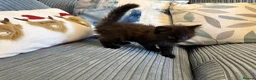 Ragdoll cats for sale: Gorgeous male brown ragdoll cross kitten for sale - Advert 6