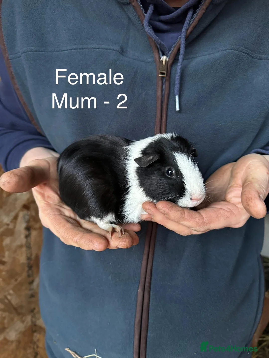 Guinea Pig rodents for sale: Mixed guinea pigs - Advert 12