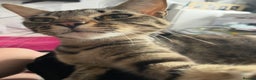 Savannah cats for sale: Tobias  - Advert 6