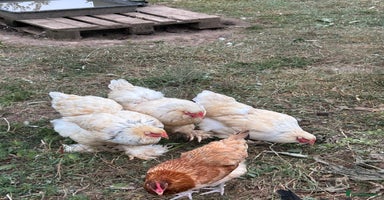 Chickens poultry - Advert 4