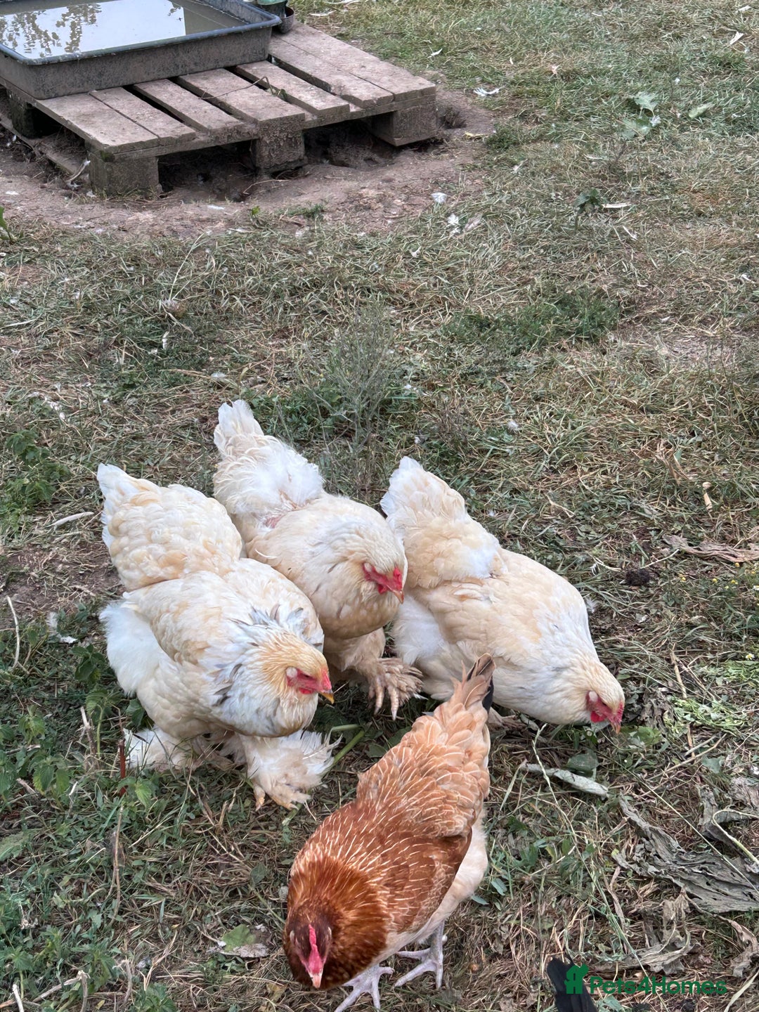 Chickens poultry for sale: Trio Lemon Pyle Brahmas  - Image 3