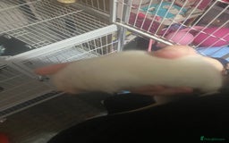 Rat rodents for sale: Heidi and Pheobe (with cage) - Image 9