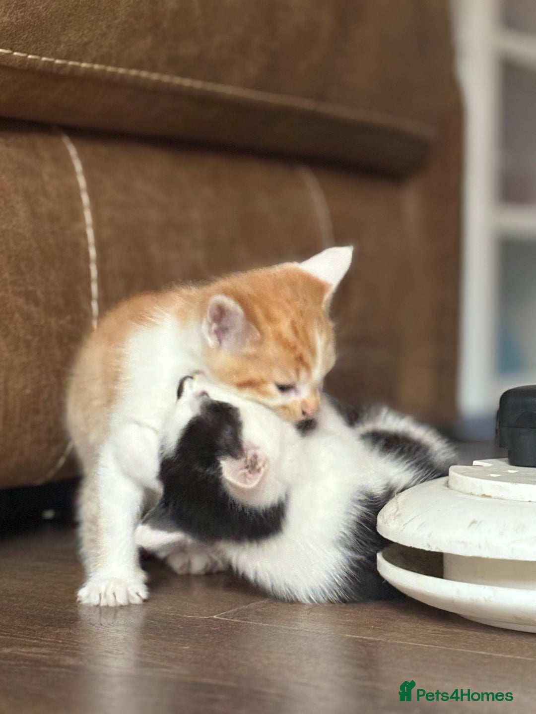 British Longhair cats for sale: Beautiful ginger and white marking kittens - Image 2