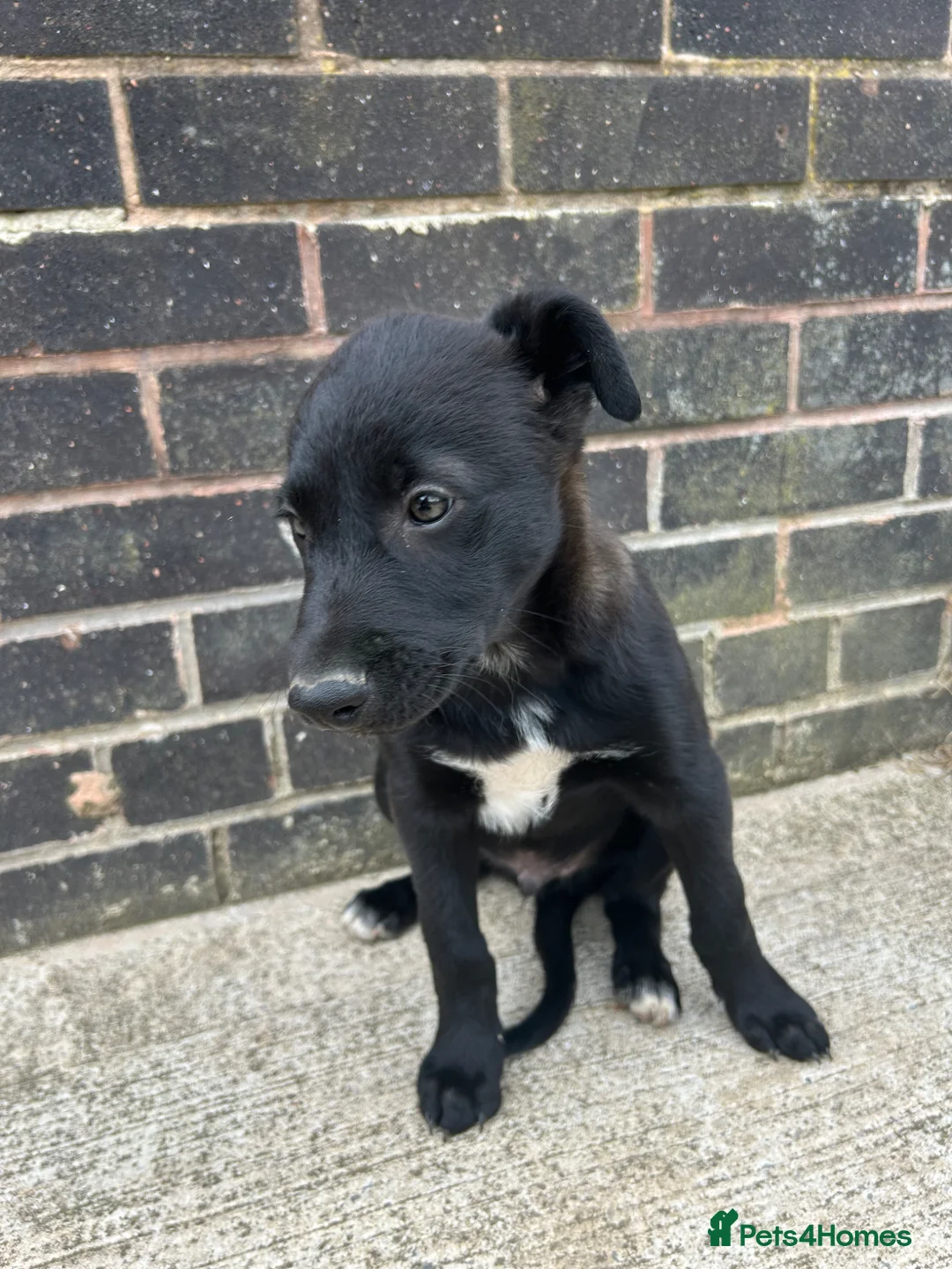 Mixed Breed dogs for sale: Collie x Wheaton greyhound pup  - Advert 1