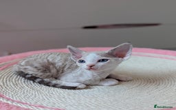 Devon Rex cats for sale: 🐾 Beautiful Devon Rex Kittens💕 - Image 3