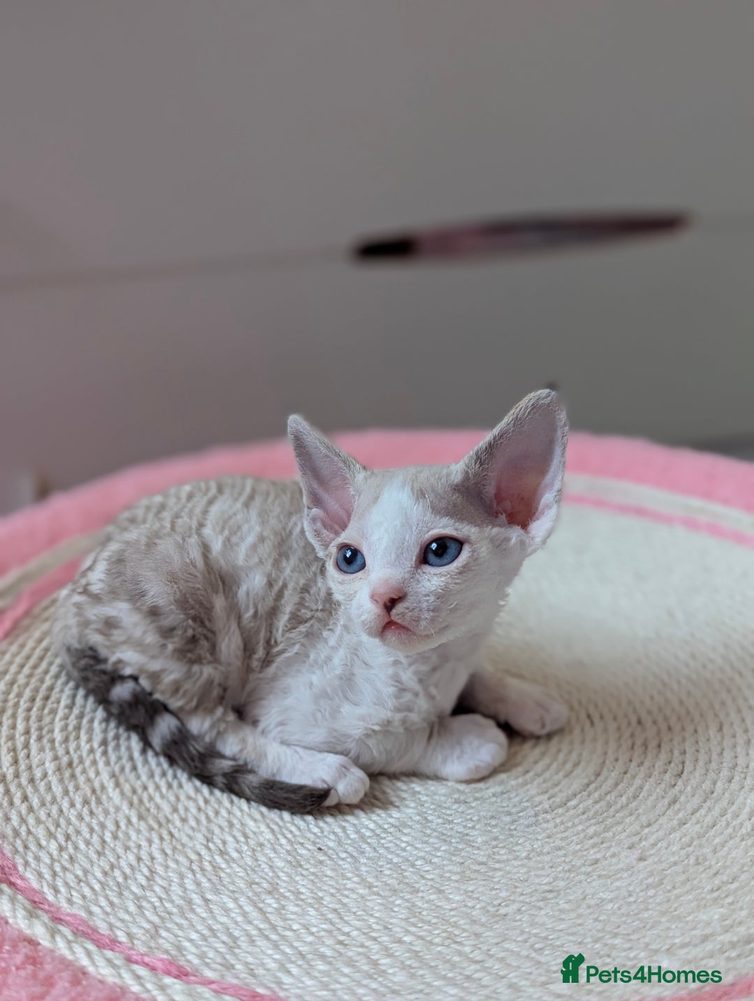 Devon Rex cats for sale: 🐾 Beautiful Devon Rex Kittens💕 - Image 3