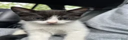 Domestic Shorthair cats for sale: 🐾Fluffy black and white kittens🐾 - Advert 26