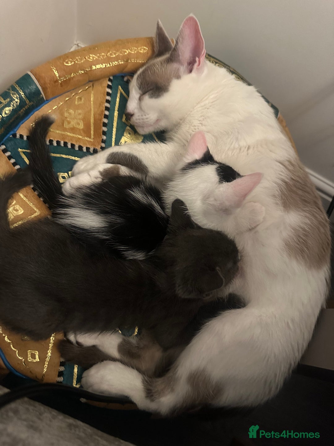 Ragdoll cats for sale: Male kittens  - Image 12