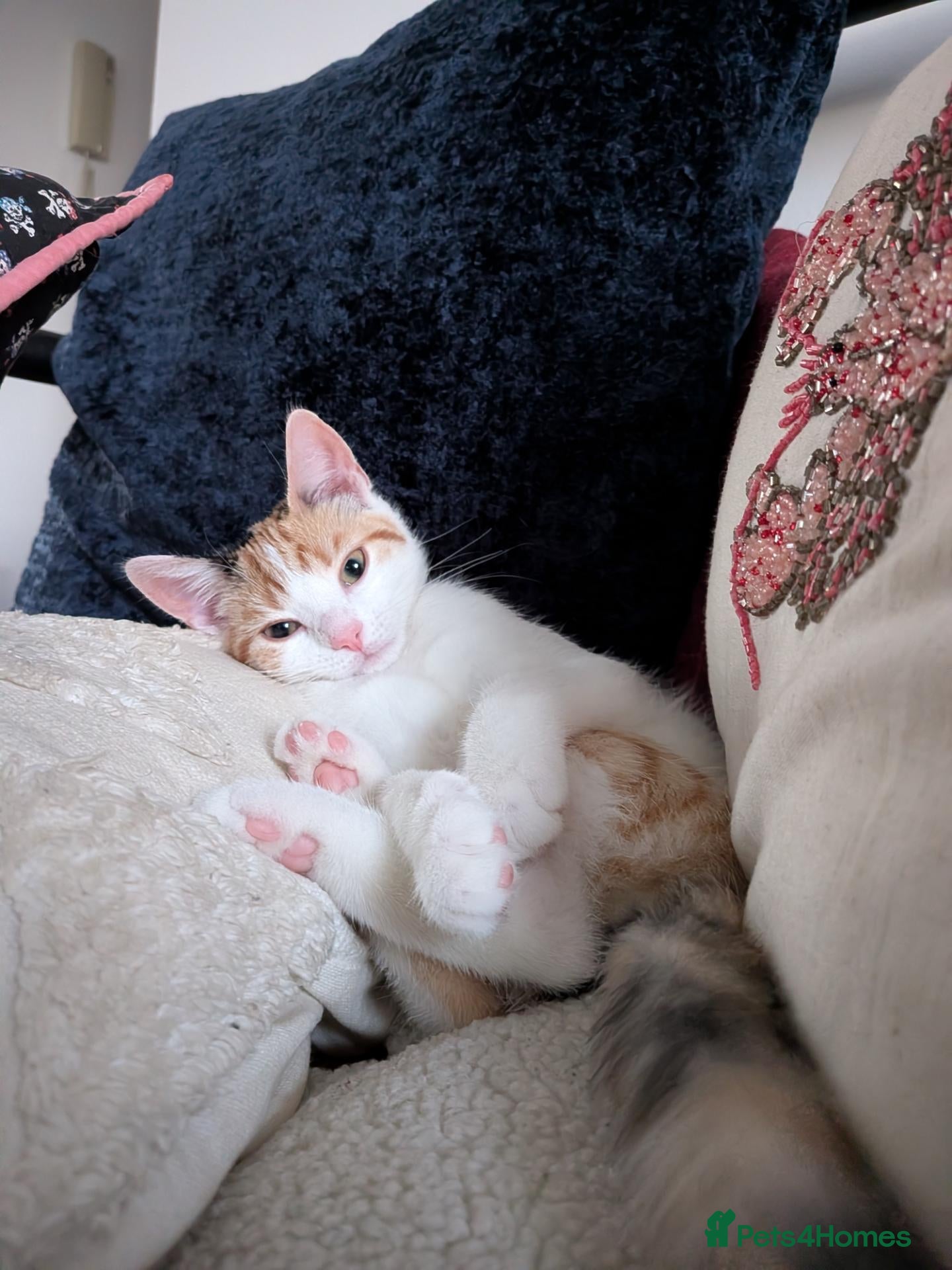 Domestic Shorthair cats 5.5 Month Old Female Kitten - Juno  - Advert 5