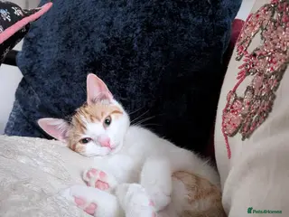 Domestic Shorthair cats 5.5 Month Old Female Kitten - Juno - Advert 5