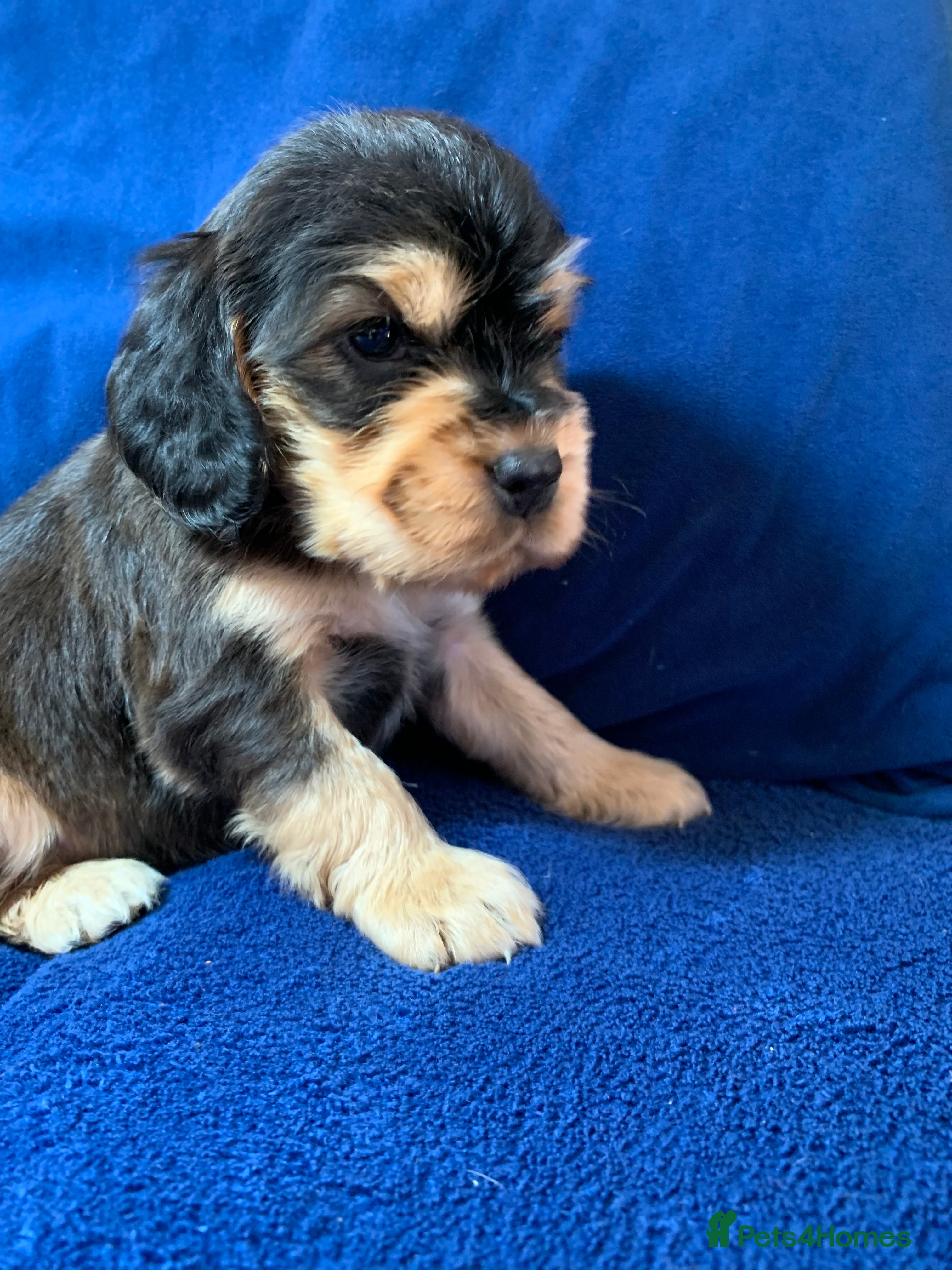 Cocker Spaniel dogs Show type cocker spaniel puppy’s PRA Clear  - Advert 7