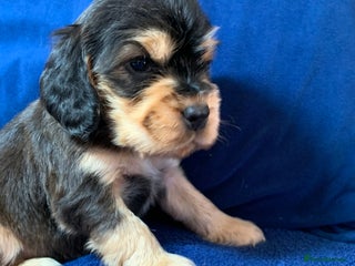 Cocker Spaniel dogs Show type cocker spaniel puppy’s PRA Clear - Advert 6