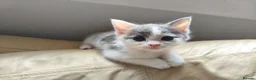 Mixed Breed cats for sale: Mixed breed kittens - Advert 5