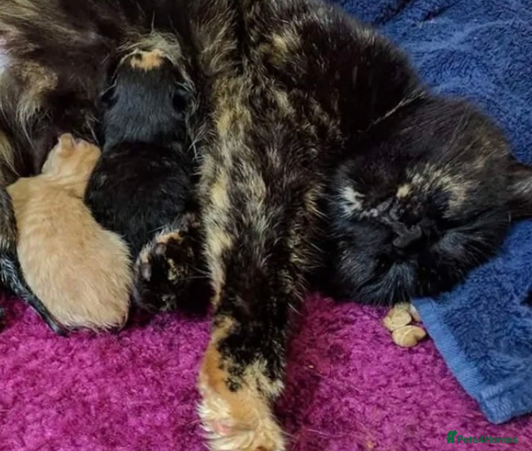 Mixed Breed cats for sale: Babies ready now ‼️ - Image 4