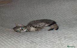 Mixed Breed cats for sale: 1 male tabby left  - Image 1