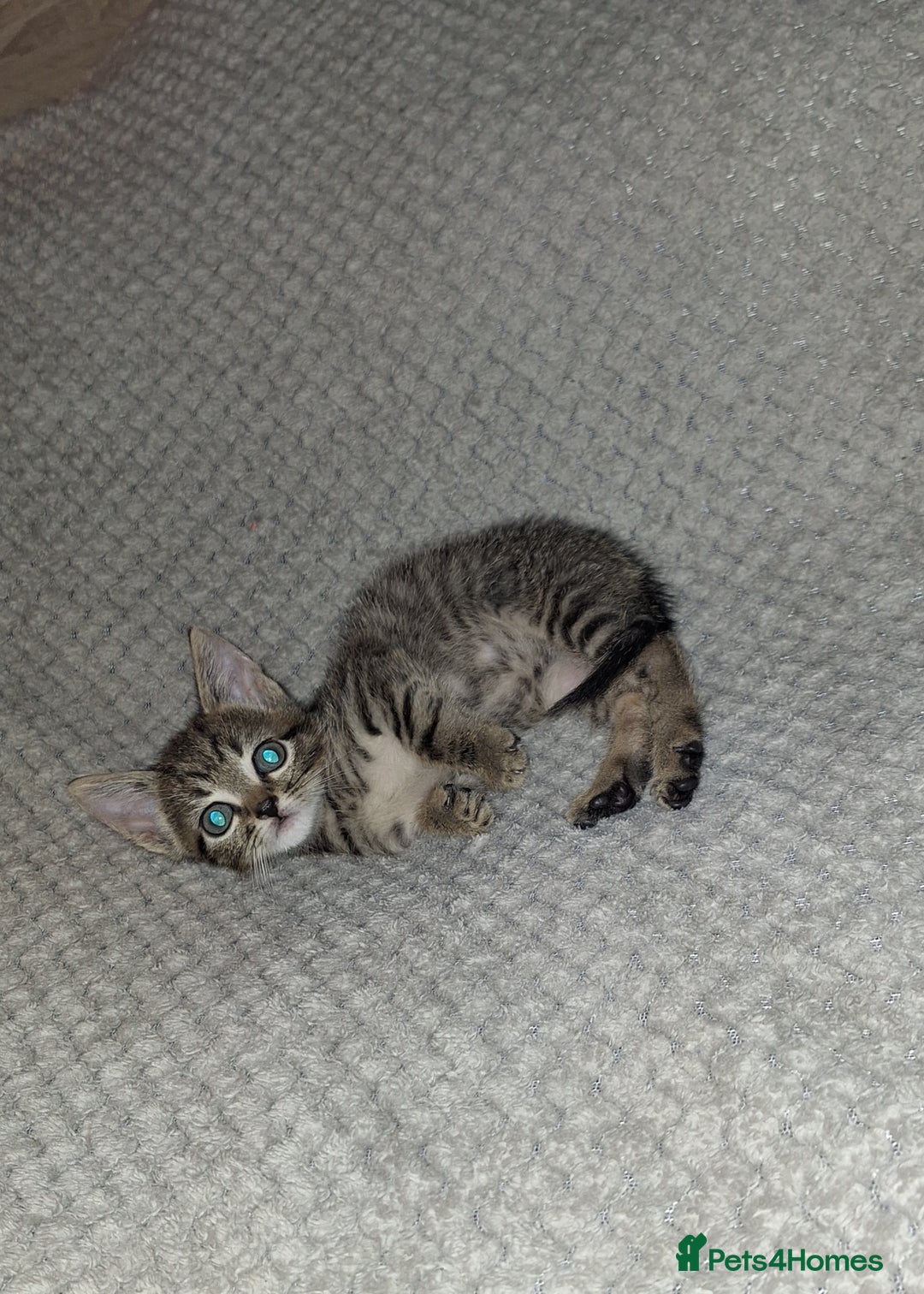 Mixed Breed cats for sale: 1 male tabby left  - Image 1