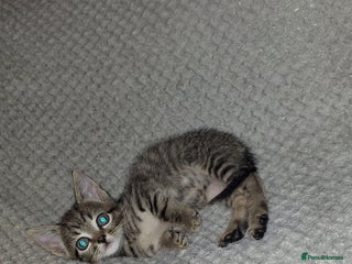 Mixed Breed cats - Advert 11