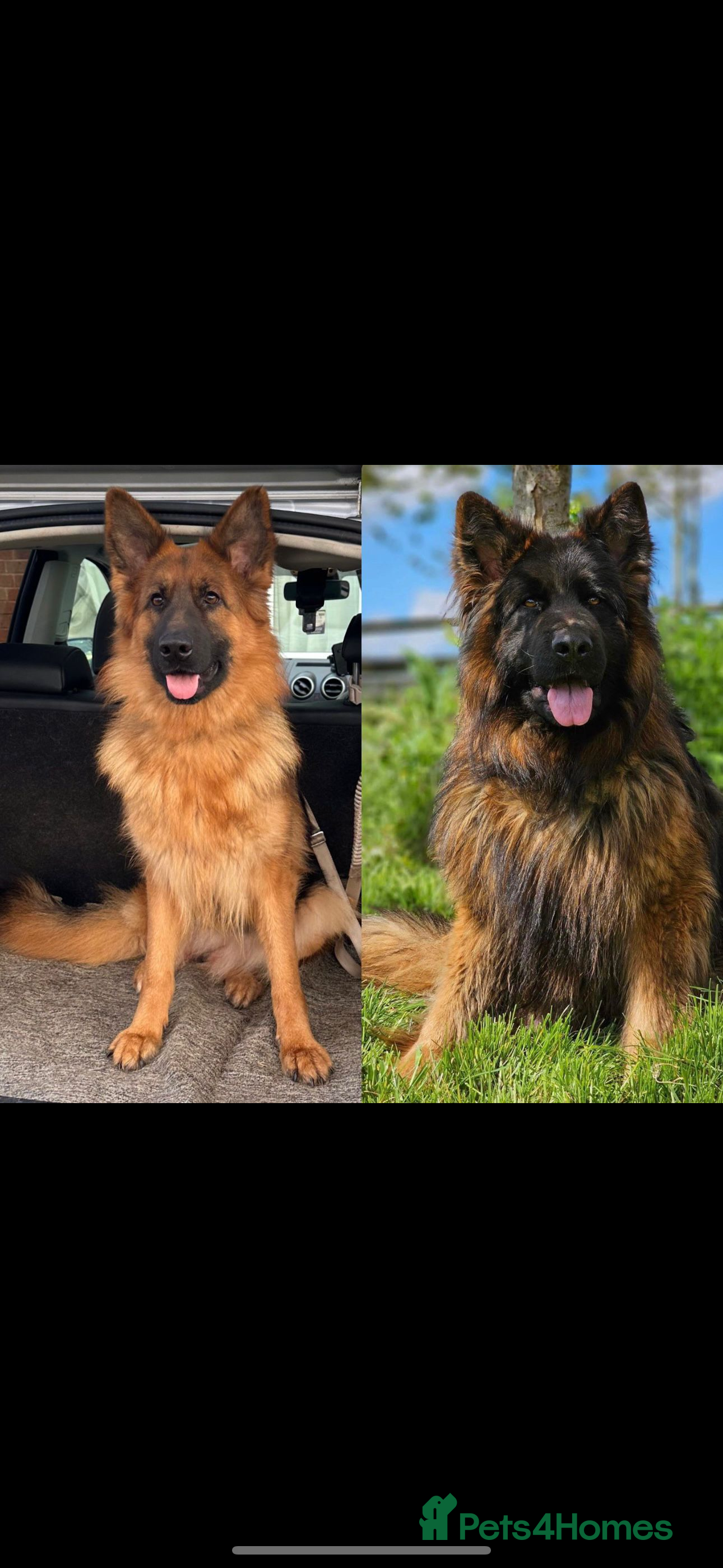 German Shepherd dogs WAITING LIST, LONG HAIRED GERMAN SHEPHERD PUPPIES - Advert 6