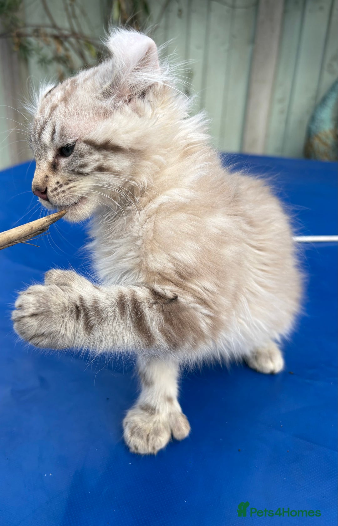 Keetso cats for sale: Stunning rare longhaired polydactyl curled eared  - Advert 4