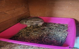 English Lop rabbits for sale: Beautiful lop babies  - Image 5