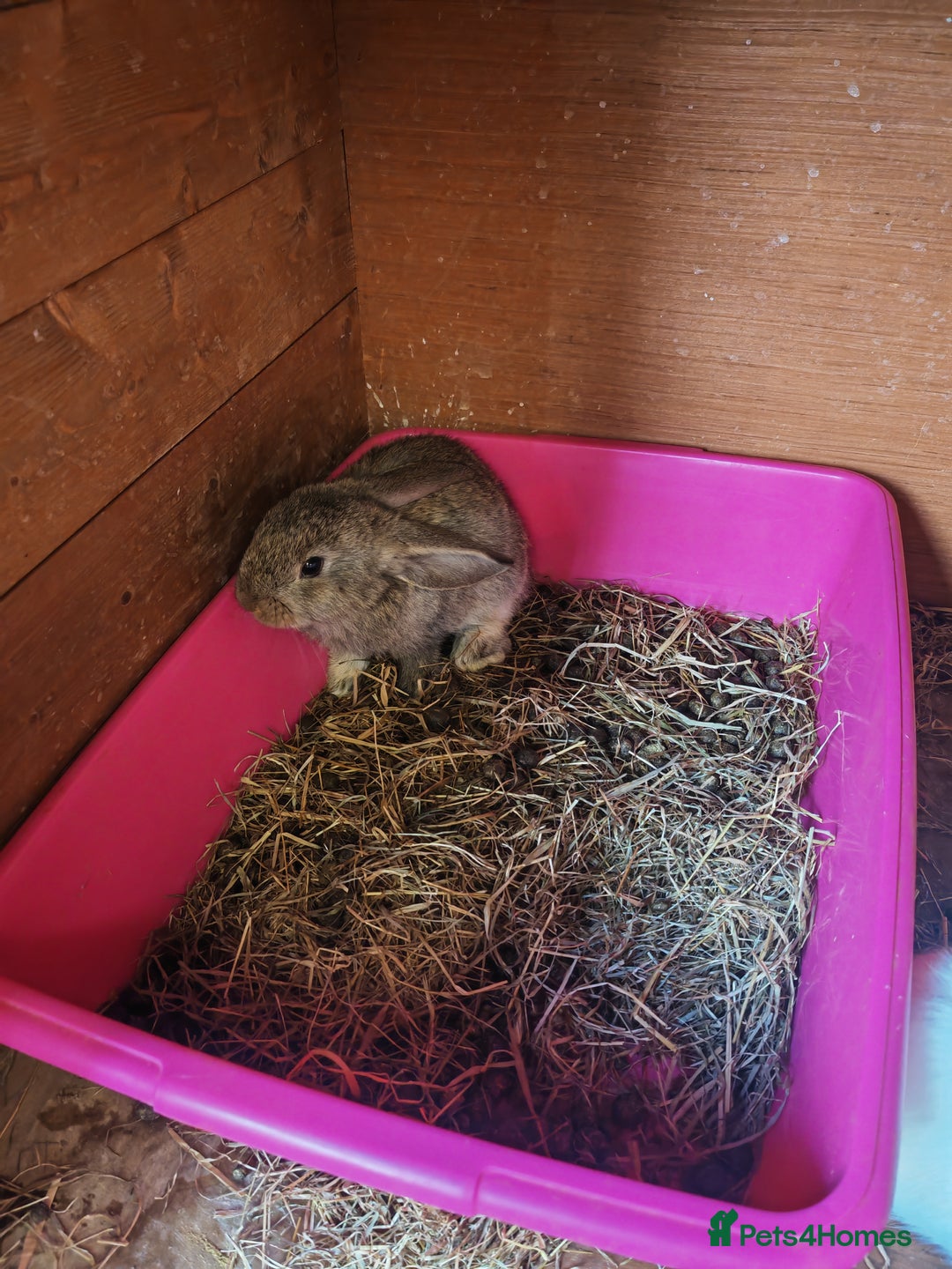 English Lop rabbits for sale: Beautiful lop babies  - Image 5