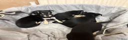 Mixed Breed dogs for sale: 🐶Chihuahua × Miniature Pinscher Puppies  - Advert 6