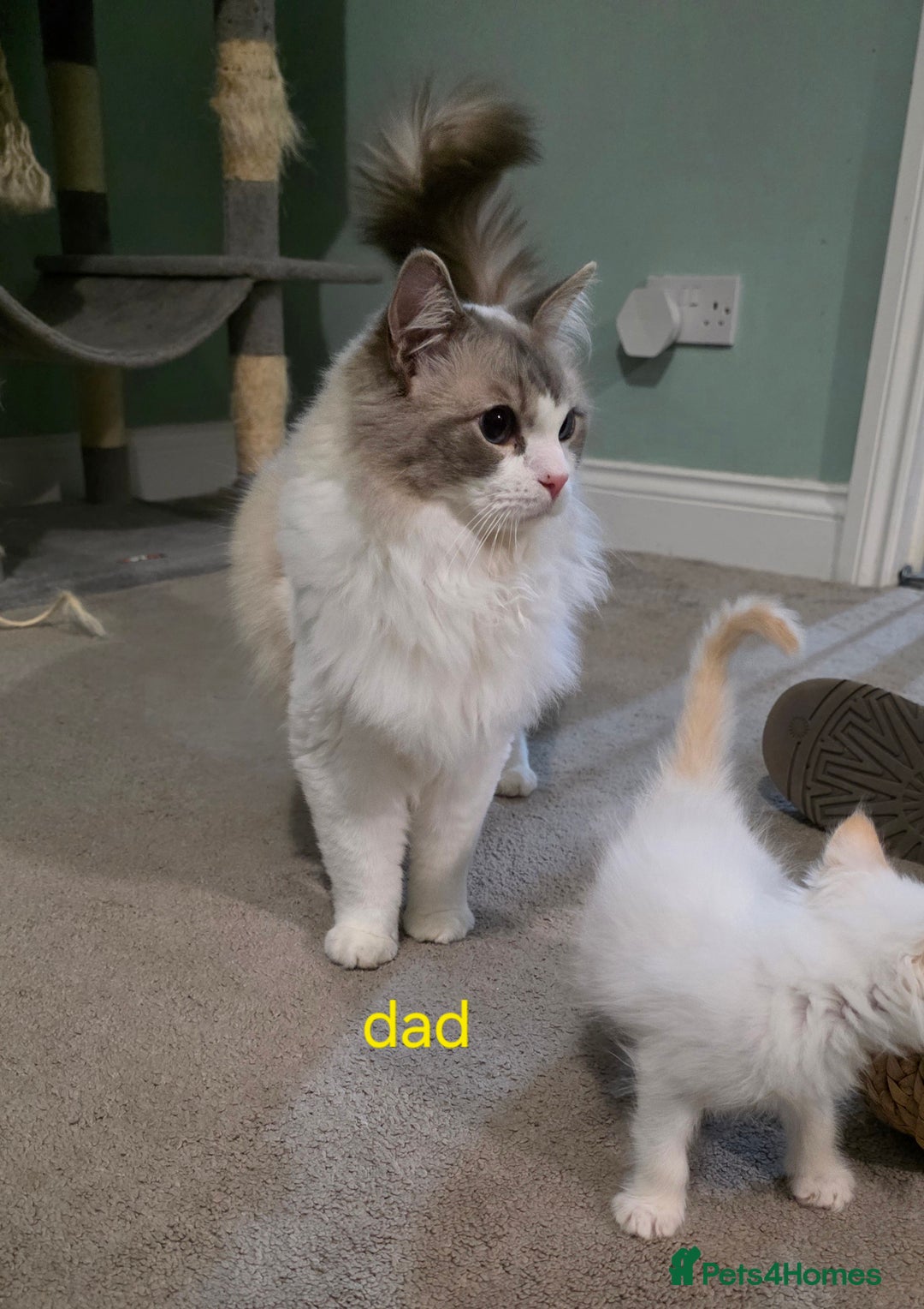 Ragdoll cats for sale: Gorgeous pure breed Ragdoll kittens  - Image 12