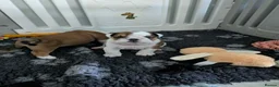 English Bulldog dogs for sale: ✨ CHAMPION SIRED BULLDOG PUPPIES AVAILABLE 🚨🏆 - Advert 13