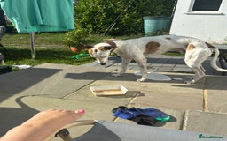 Whippet dogs for sale: K.c2 year old male whippet kennel club registered  - Image 9