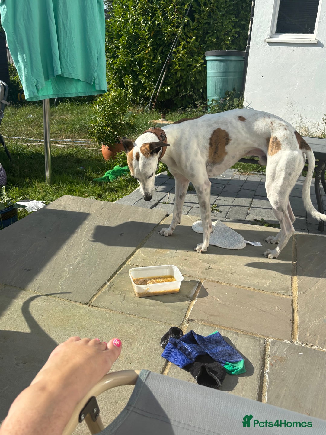 Whippet dogs for sale: K.c2 year old male whippet kennel club registered  - Image 9