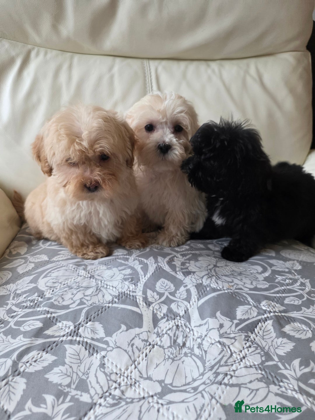 Shihpoo dogs for sale: Shihpoo puppys - Advert 1