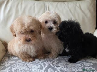 Shihpoo dogs Shihpoo puppys - Advert 1