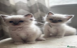 Ragdoll cats for sale: Gorgeous Ragdoll Kittens - Ready to leave now - Image 4