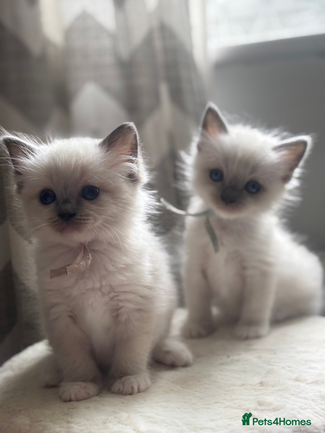 Ragdoll cats for sale: Gorgeous Ragdoll Kittens - Ready to leave now - Image 4