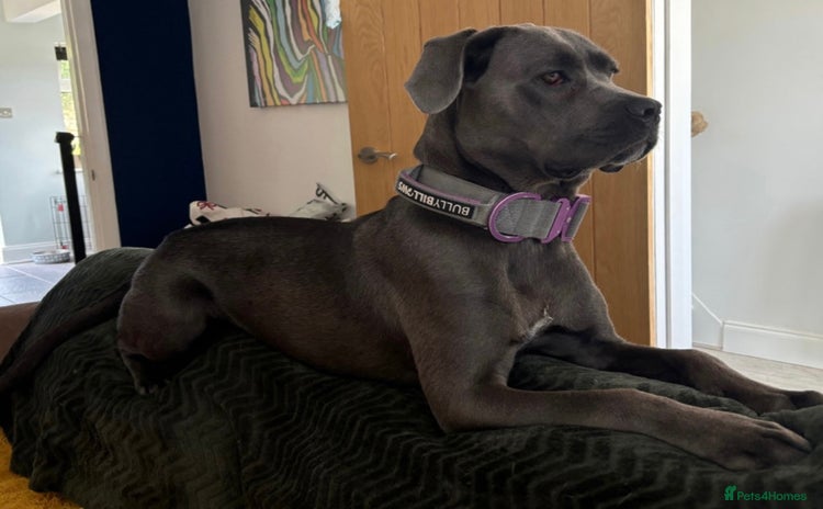 Cane Corso dogs - Advert 3