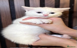 British Shorthair cats for sale: 🎃The Jack Frost Litter–Frost & Pumpkin Whiskers❄️ - Image 4