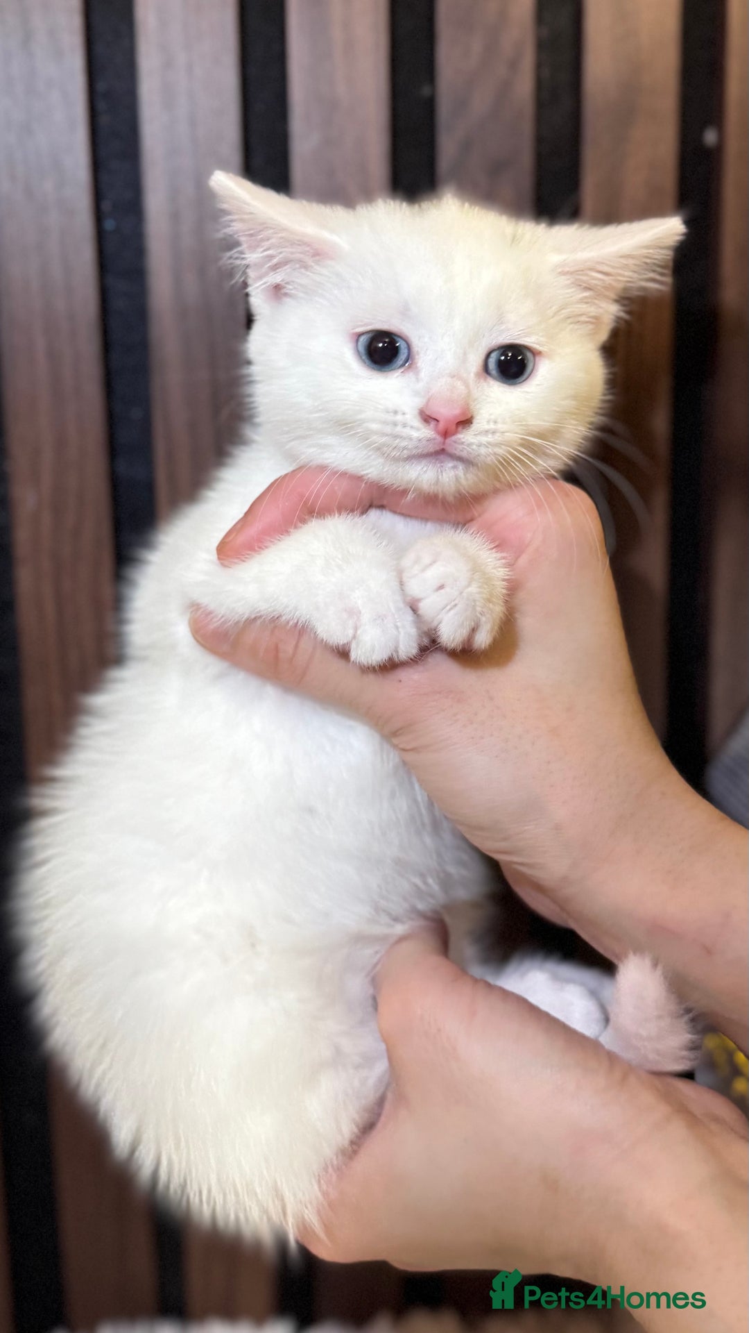 British Shorthair cats for sale: 🎃The Jack Frost Litter–Frost & Pumpkin Whiskers❄️ - Image 4