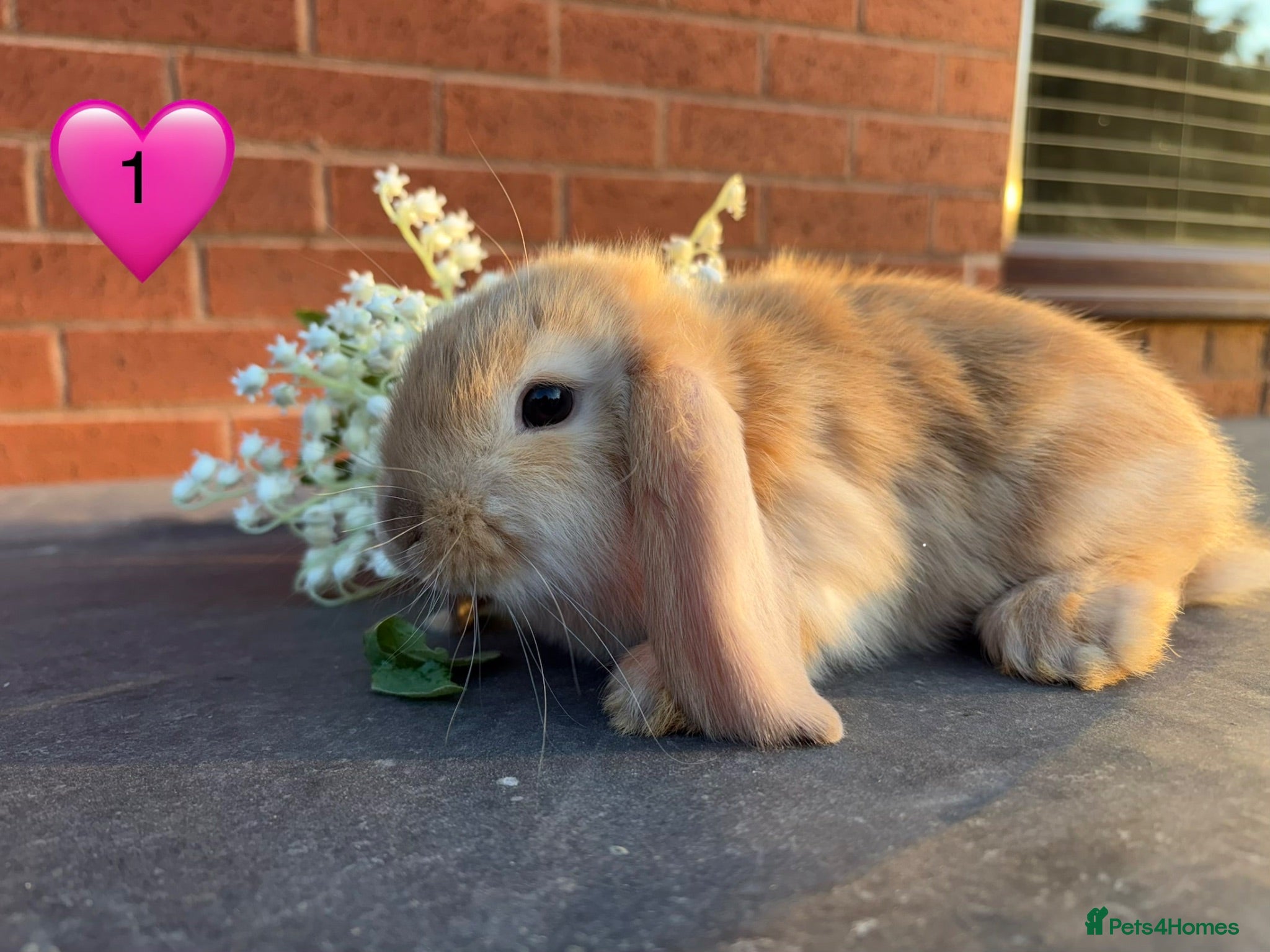 Mini Lop rabbits 🥕🐰 Beautiful mini loops🐰🥕 - Advert 1